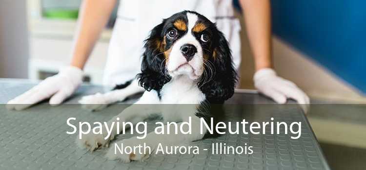 Spaying and Neutering North Aurora - Illinois