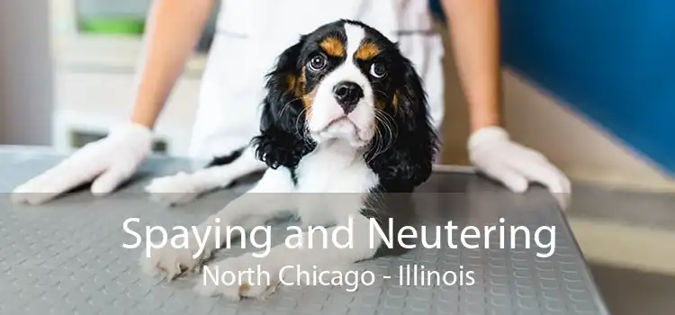 Spaying and Neutering North Chicago - Illinois