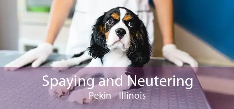 Spaying and Neutering Pekin - Illinois