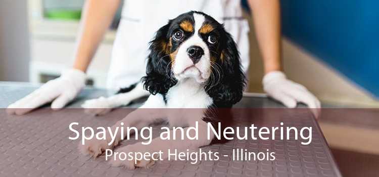Spaying and Neutering Prospect Heights - Illinois