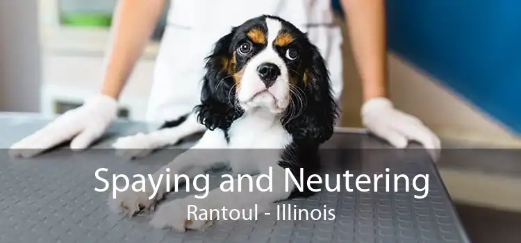 Spaying and Neutering Rantoul - Illinois