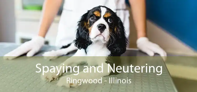 Spaying and Neutering Ringwood - Illinois