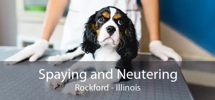Spaying and Neutering Rockford - Illinois