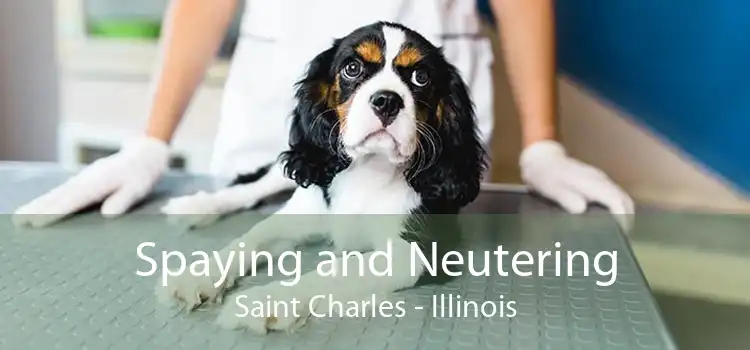 Spaying and Neutering Saint Charles - Illinois