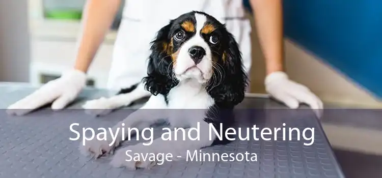 Spaying and Neutering Savage - Minnesota