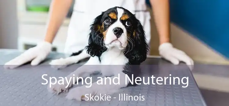 Spaying and Neutering Skokie - Illinois