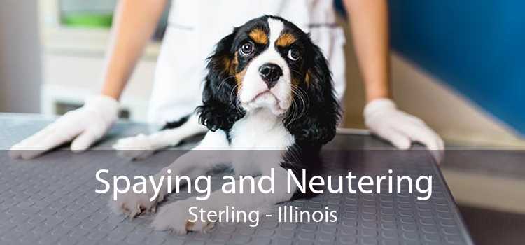 Spaying and Neutering Sterling - Illinois