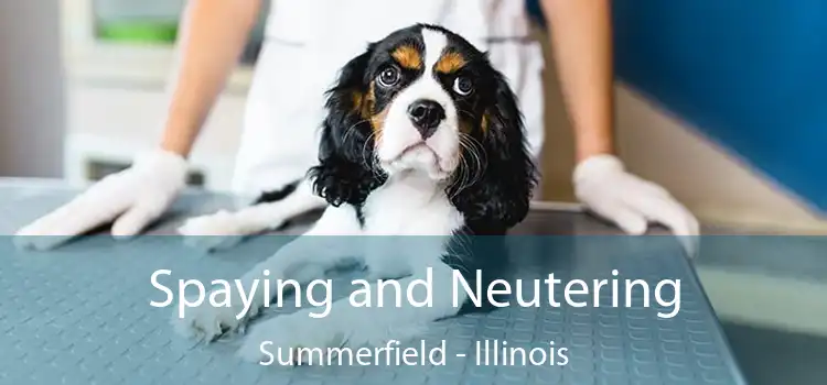 Spaying and Neutering Summerfield - Illinois