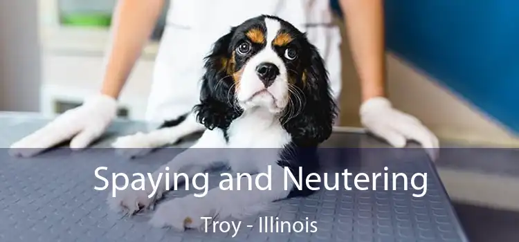 Spaying and Neutering Troy - Illinois