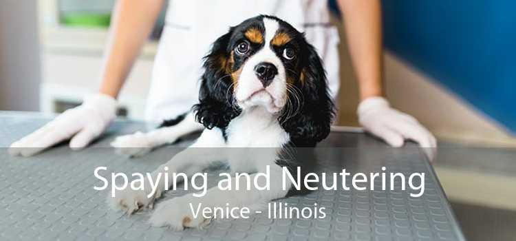 Spaying and Neutering Venice - Illinois