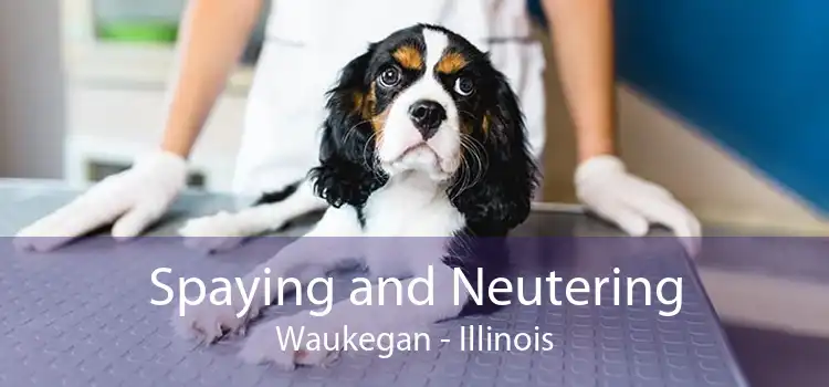 Spaying and Neutering Waukegan - Illinois