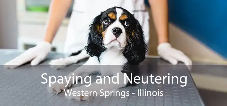Spaying and Neutering Western Springs - Illinois