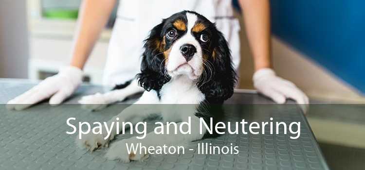 Spaying and Neutering Wheaton - Illinois
