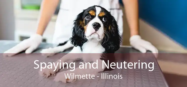 Spaying and Neutering Wilmette - Illinois