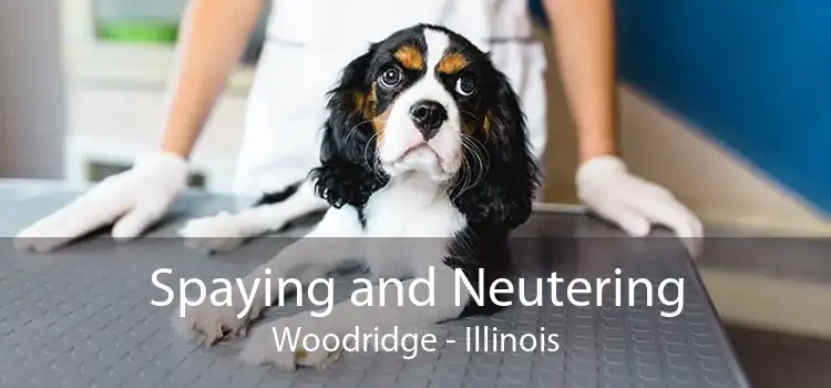 Spaying and Neutering Woodridge - Illinois