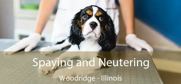 Spaying and Neutering Woodridge - Illinois