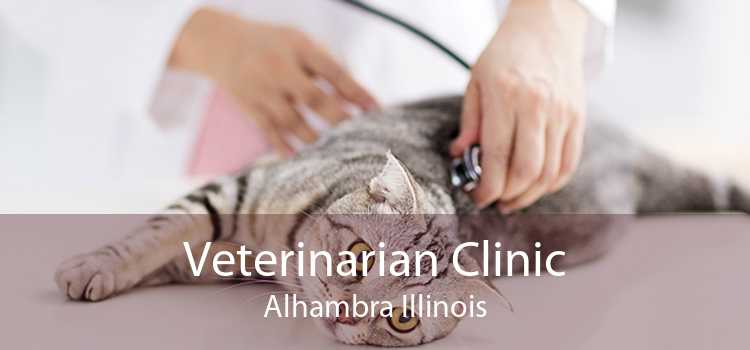 Veterinarian Clinic Alhambra Illinois