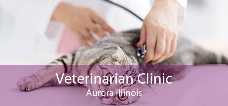 Veterinarian Clinic Aurora Illinois