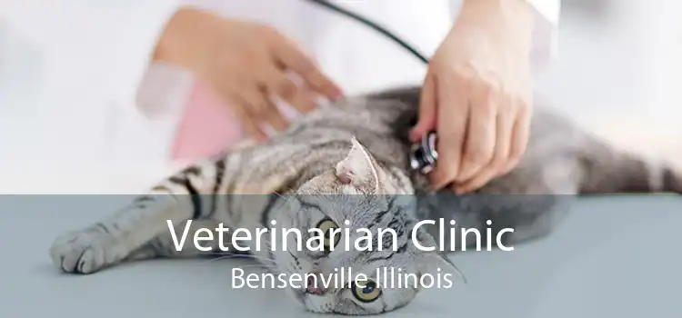 Veterinarian Clinic Bensenville Illinois