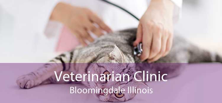Veterinarian Clinic Bloomingdale Illinois