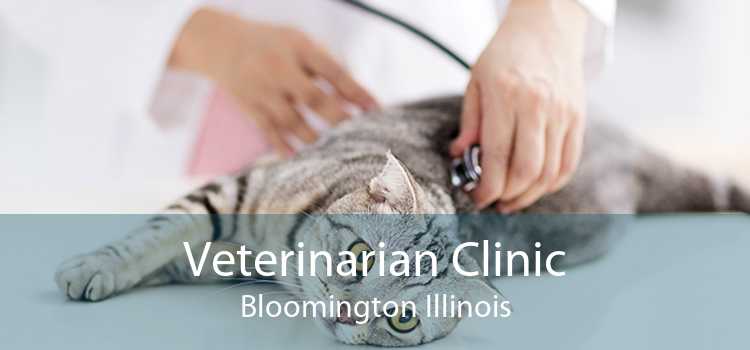 Veterinarian Clinic Bloomington Illinois