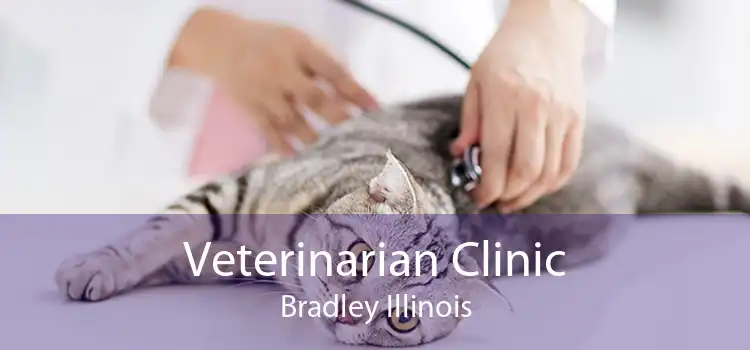 Veterinarian Clinic Bradley Illinois