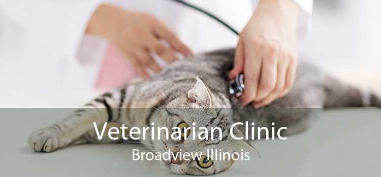 Veterinarian Clinic Broadview Illinois