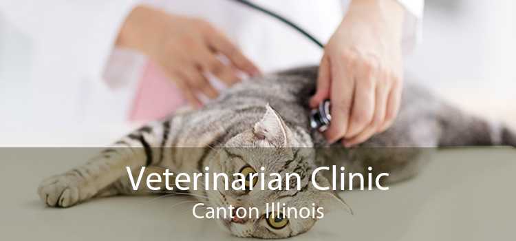 Veterinarian Clinic Canton Illinois