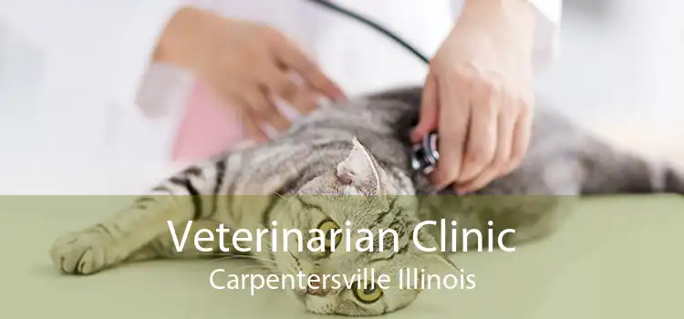 Veterinarian Clinic Carpentersville Illinois
