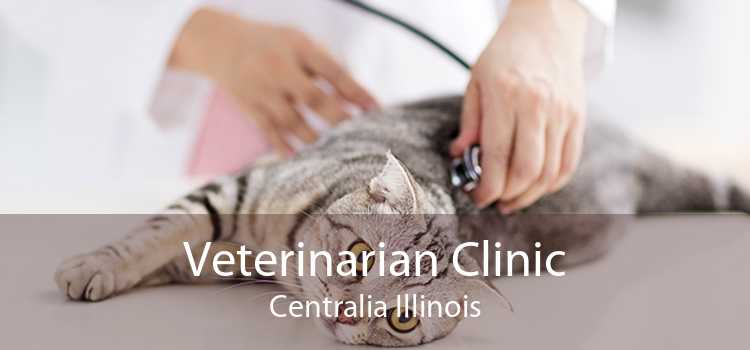 Veterinarian Clinic Centralia Illinois