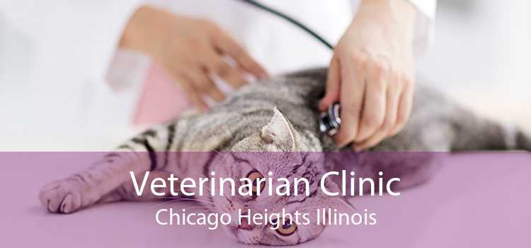 Veterinarian Clinic Chicago Heights Illinois