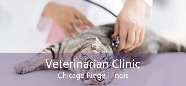 Veterinarian Clinic Chicago Ridge Illinois
