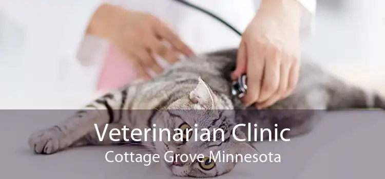 Veterinarian Clinic Cottage Grove Minnesota