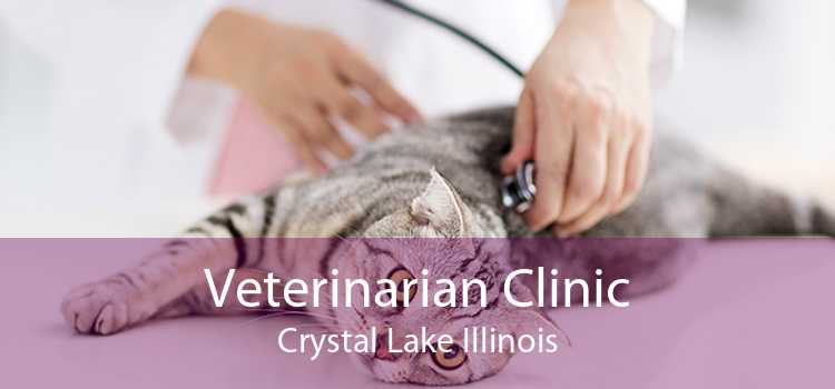 Veterinarian Clinic Crystal Lake Illinois