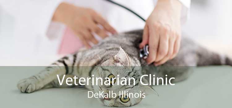 Veterinarian Clinic DeKalb Illinois