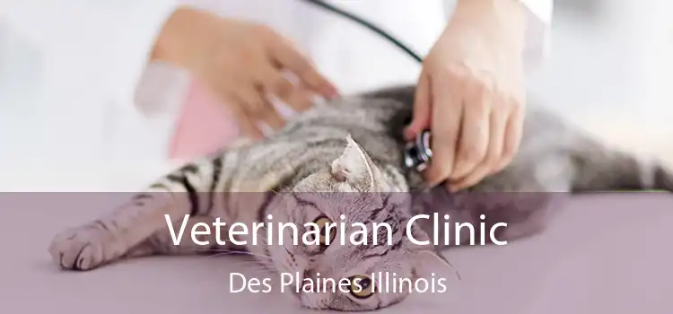 Veterinarian Clinic Des Plaines Illinois