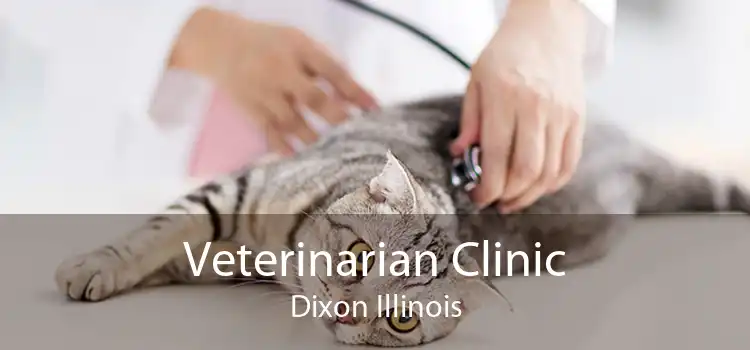 Veterinarian Clinic Dixon Illinois