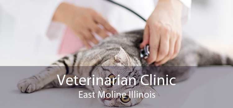 Veterinarian Clinic East Moline Illinois
