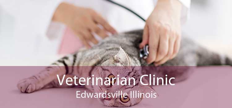 Veterinarian Clinic Edwardsville Illinois
