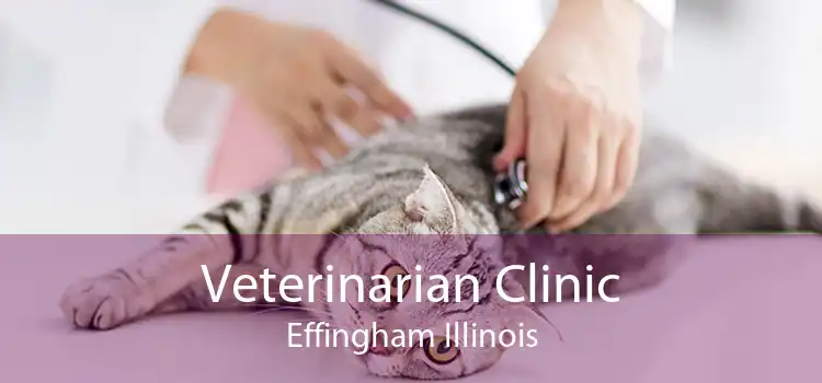 Veterinarian Clinic Effingham Illinois