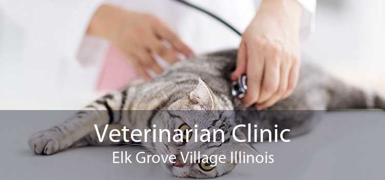Veterinarian Clinic Elk Grove Village Illinois
