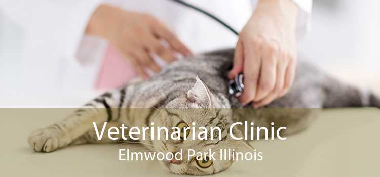 Veterinarian Clinic Elmwood Park Illinois