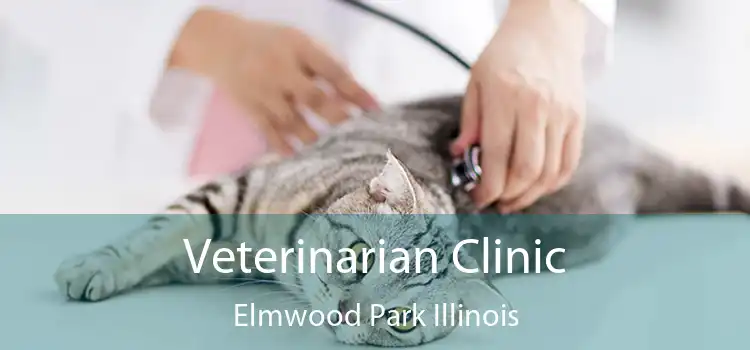 Veterinarian Clinic Elmwood Park Illinois