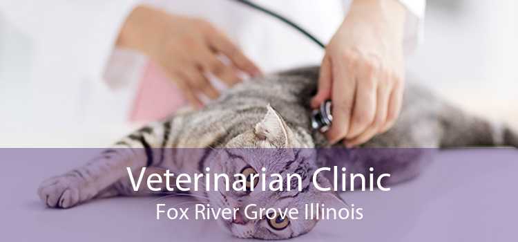 Veterinarian Clinic Fox River Grove Illinois
