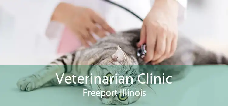 Veterinarian Clinic Freeport - Emergency Vet And Pet Clinic Near Me