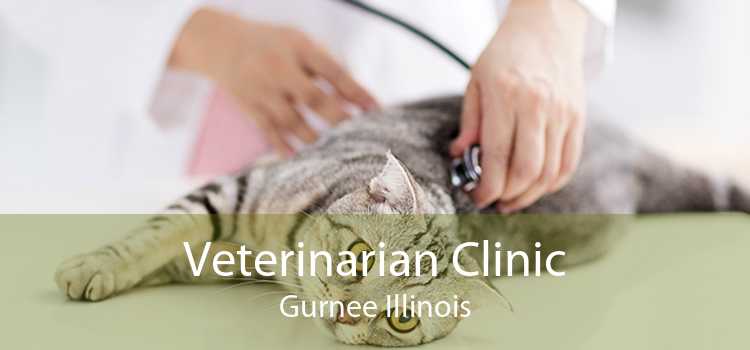Veterinarian Clinic Gurnee Illinois