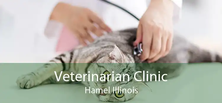 Veterinarian Clinic Hamel Illinois