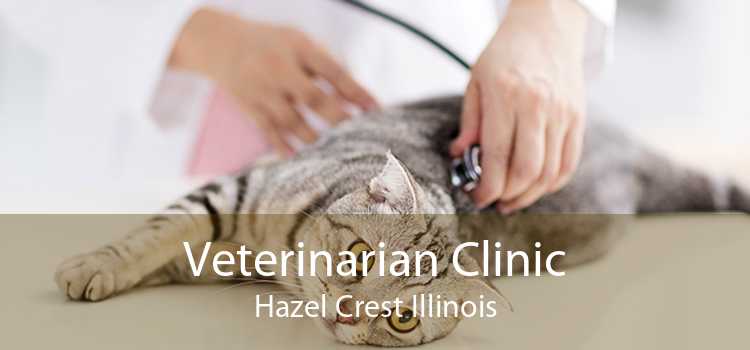 Veterinarian Clinic Hazel Crest Illinois