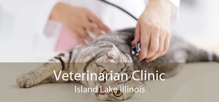 Veterinarian Clinic Island Lake Illinois