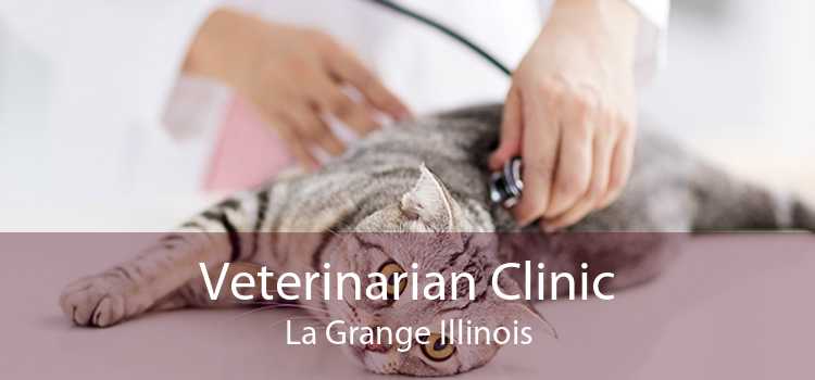 Veterinarian Clinic La Grange Illinois